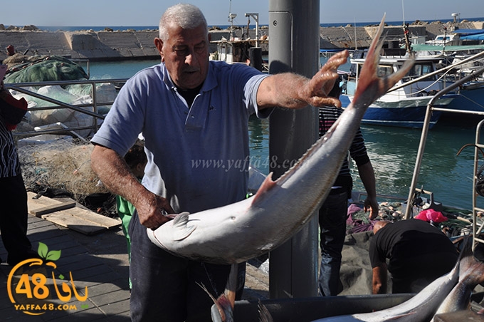 samak antayasa (1).JPG